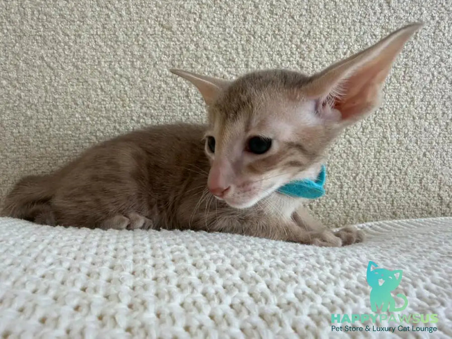 Axel Oriental Shorthair male lilac spotted tabby - live animals
