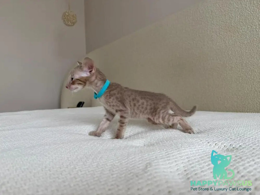 Axel Oriental Shorthair male lilac spotted tabby - live animals