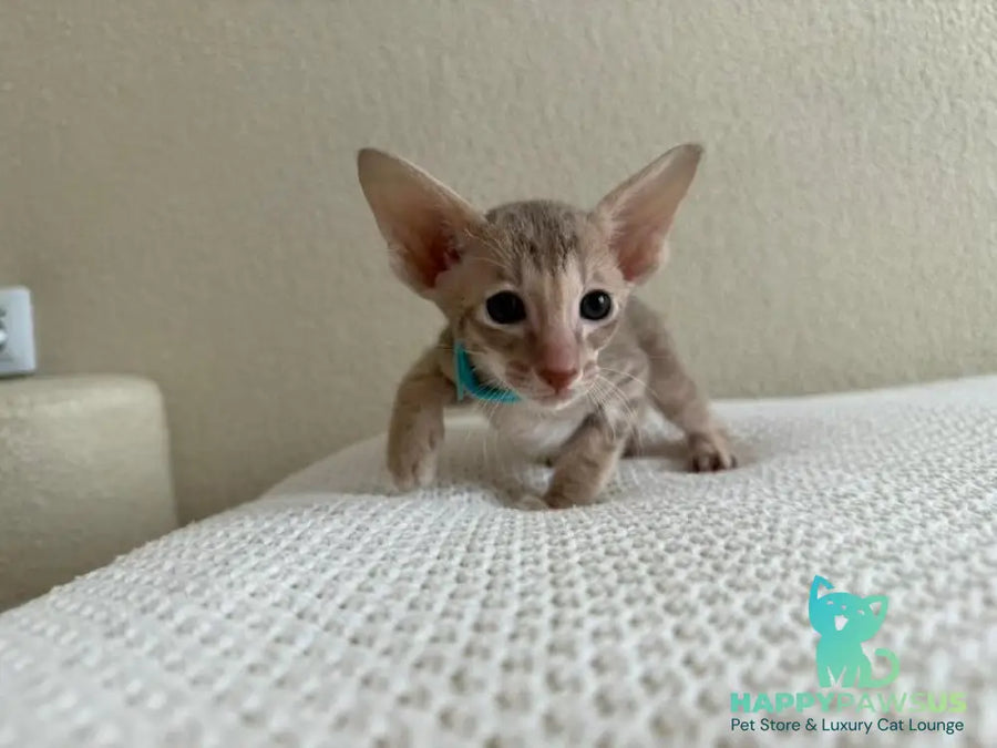 Axel Oriental Shorthair male lilac spotted tabby - live animals