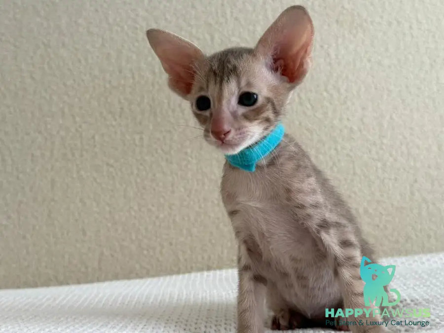 Axel Oriental Shorthair male lilac spotted tabby - live animals