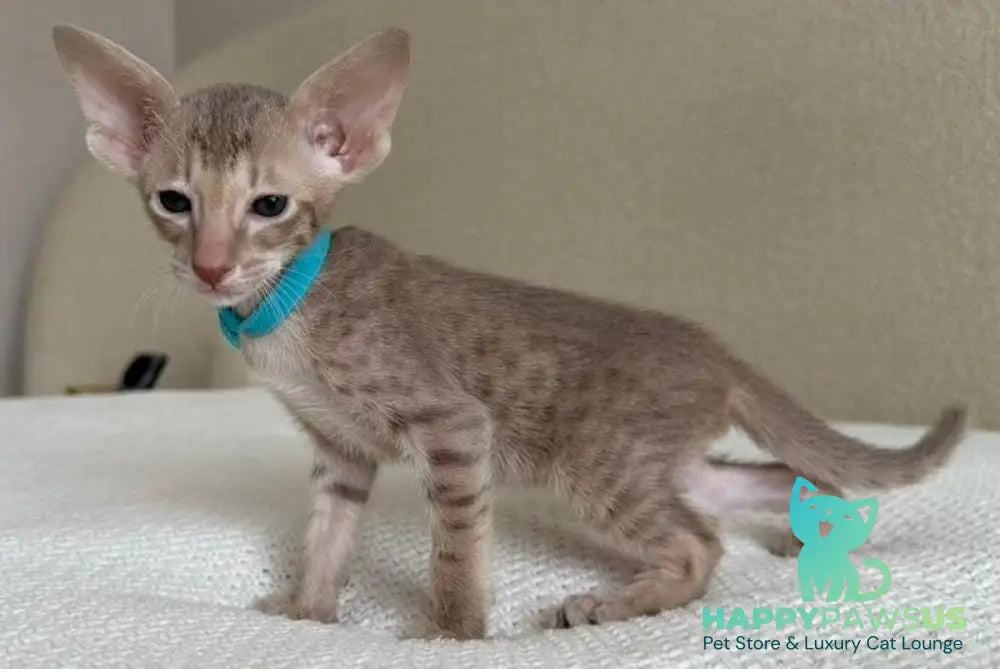 Axel Oriental Shorthair male lilac spotted tabby - live animals