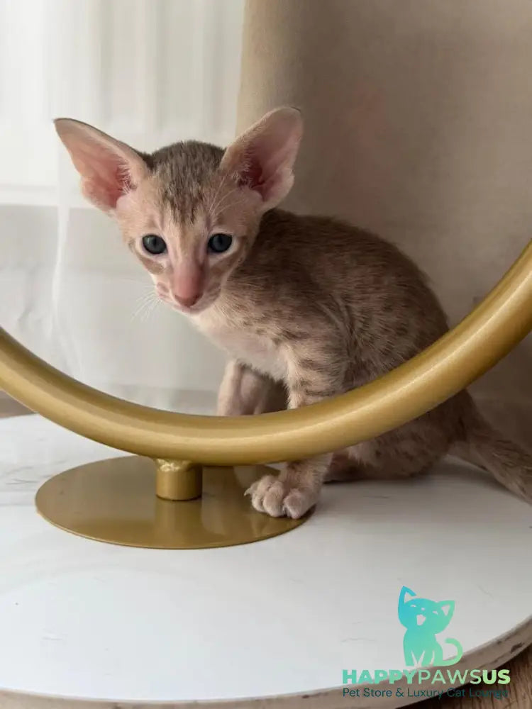Axel Oriental Shorthair male lilac spotted tabby - live animals