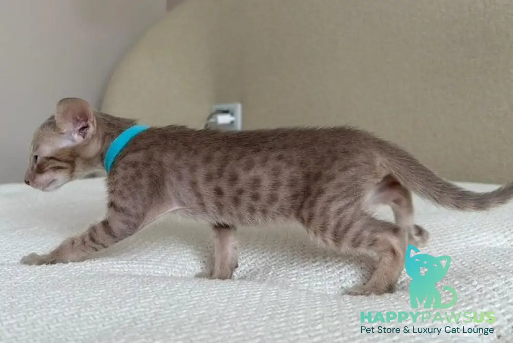 Axel Oriental Shorthair male lilac spotted tabby - live animals