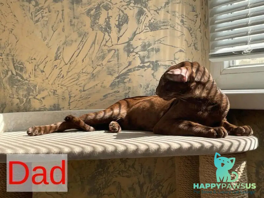 Axel Oriental Shorthair male lilac spotted tabby - live animals