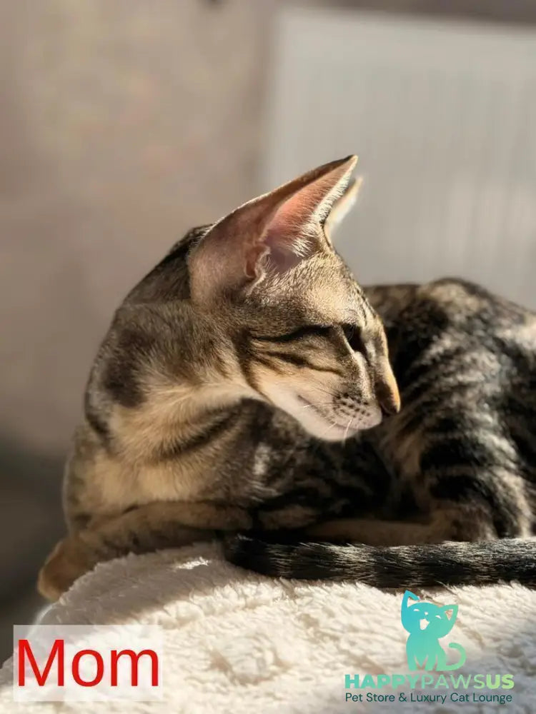 Axel Oriental Shorthair male lilac spotted tabby - live animals