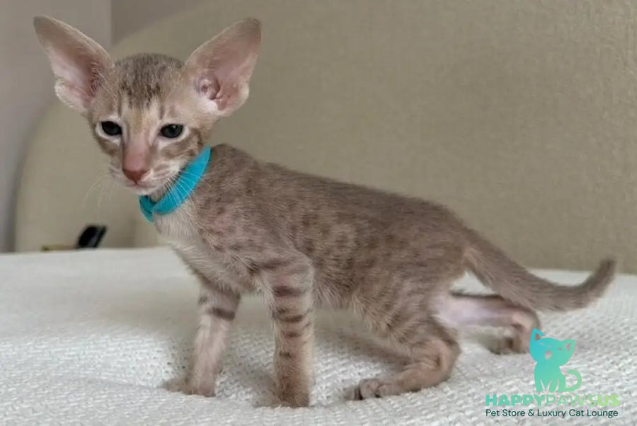 Axel Oriental Shorthair male lilac spotted tabby - live animals