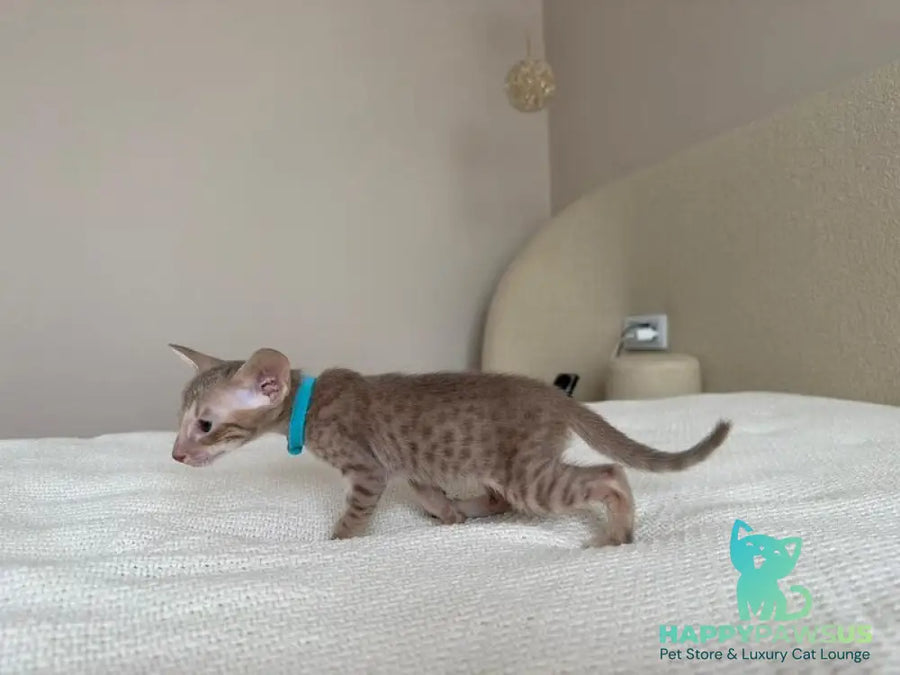 Axel Oriental Shorthair male lilac spotted tabby - live animals