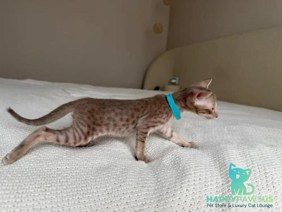 Axel Oriental Shorthair male lilac spotted tabby - live animals