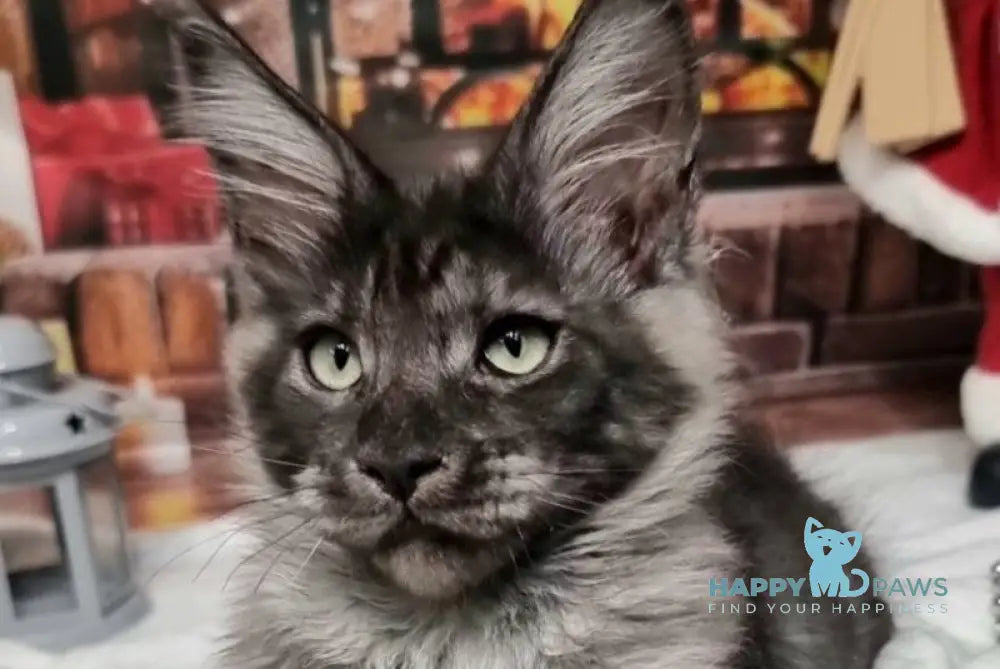 Axwel Maine Coon male black silver live animals