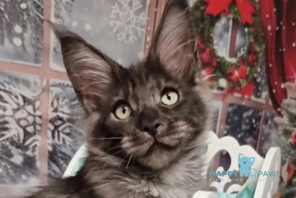 Axwel Maine Coon male black silver live animals