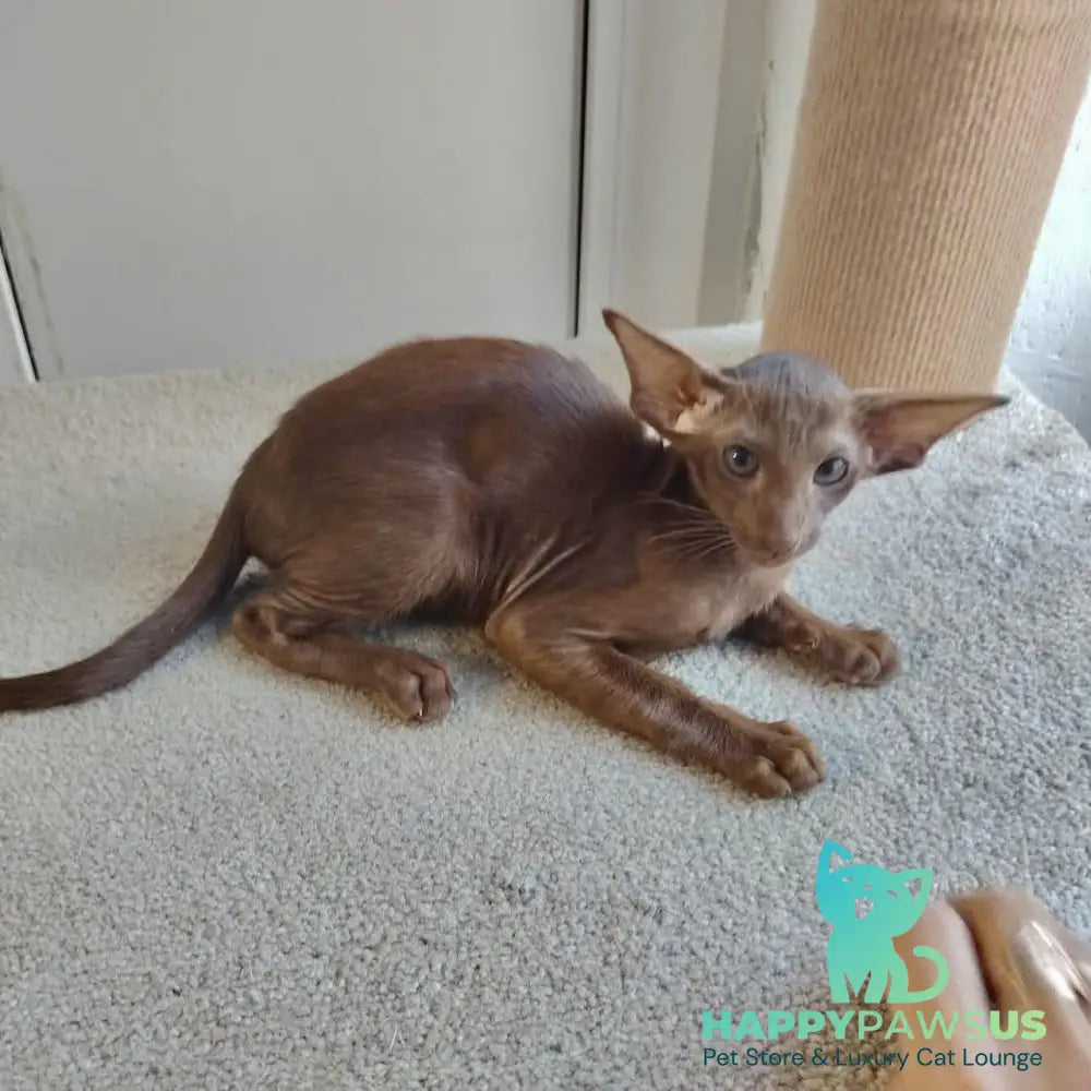 Ayla Oriental Shorthair female chocolate - live animals