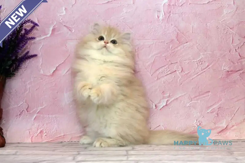Azalea British Longhair female lilac golden chinchilla - live animals