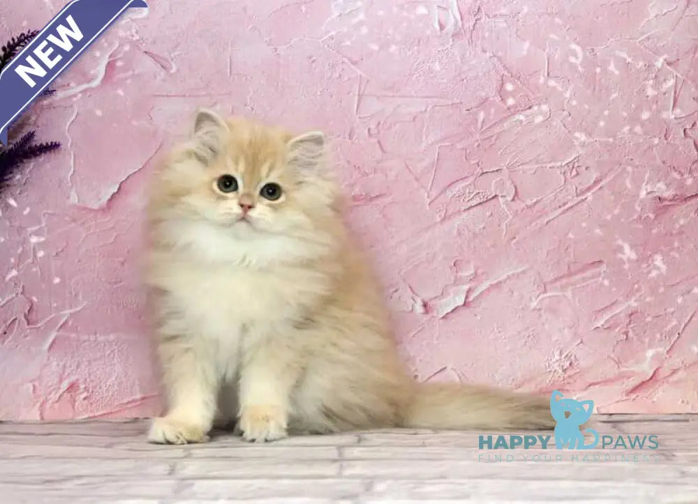 Azalea British Longhair female lilac golden chinchilla - live animals