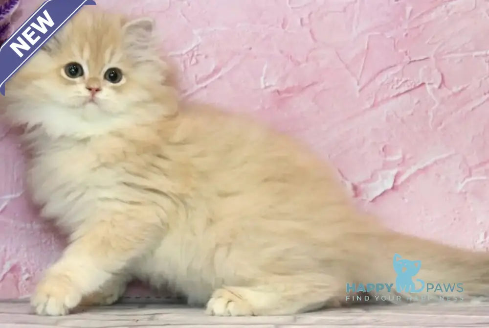 Azalea British Longhair female lilac golden chinchilla - live animals