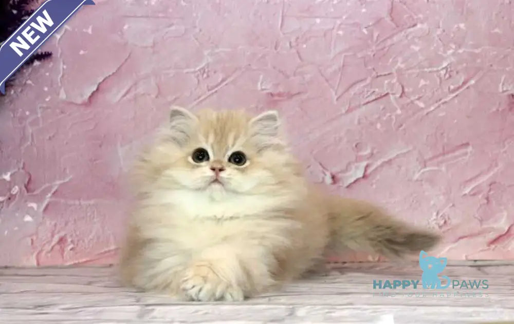 Azalea British Longhair female lilac golden chinchilla - live animals
