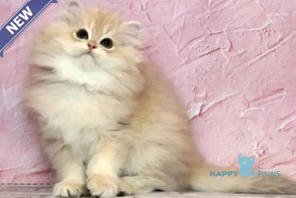 Azalea British Longhair female lilac golden chinchilla - live animals