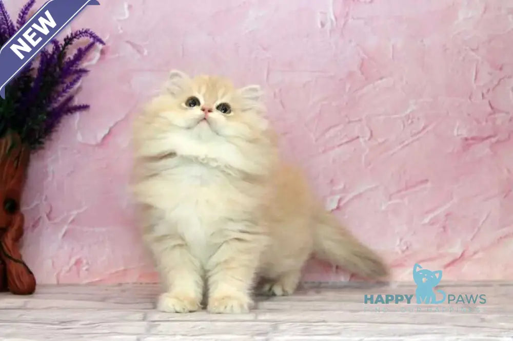Azalea British Longhair female lilac golden chinchilla - live animals