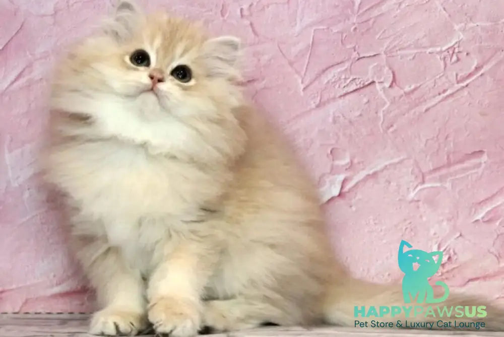 Azalea British Longhair female lilac golden chinchilla - live animals