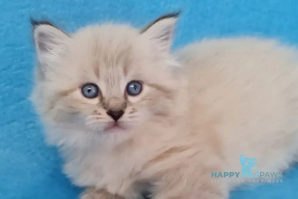 Azaliya Siberian female black tabby pointed - live animals