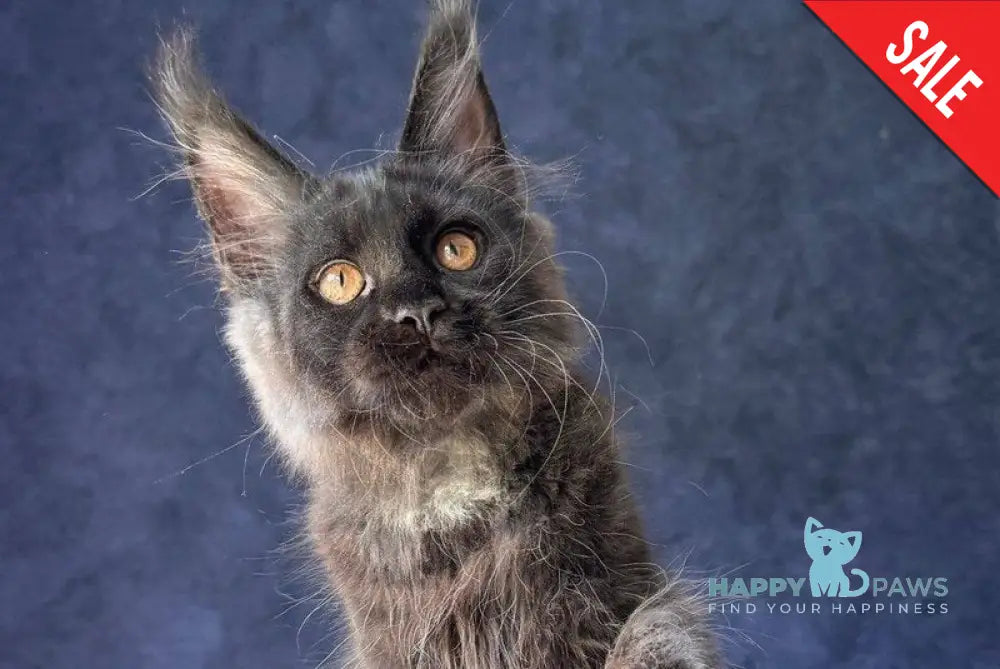 Azari Maine Coon female black silver with white - live animals