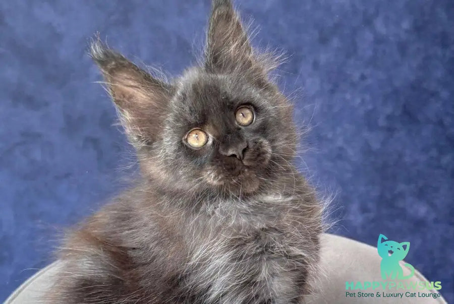 Azari Maine Coon female black silver with white - live animals