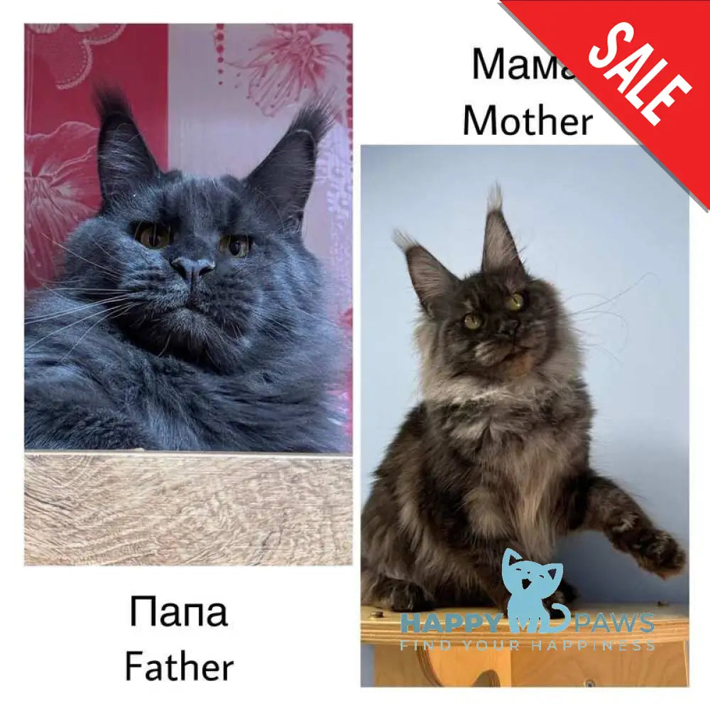 Azari Maine Coon female black silver with white - live animals