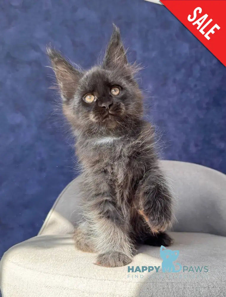 Azari Maine Coon female black silver with white - live animals