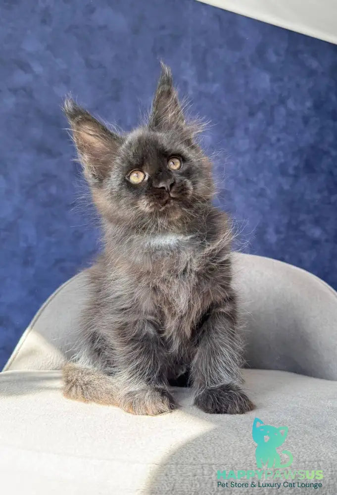 Azari Maine Coon female black silver with white - live animals