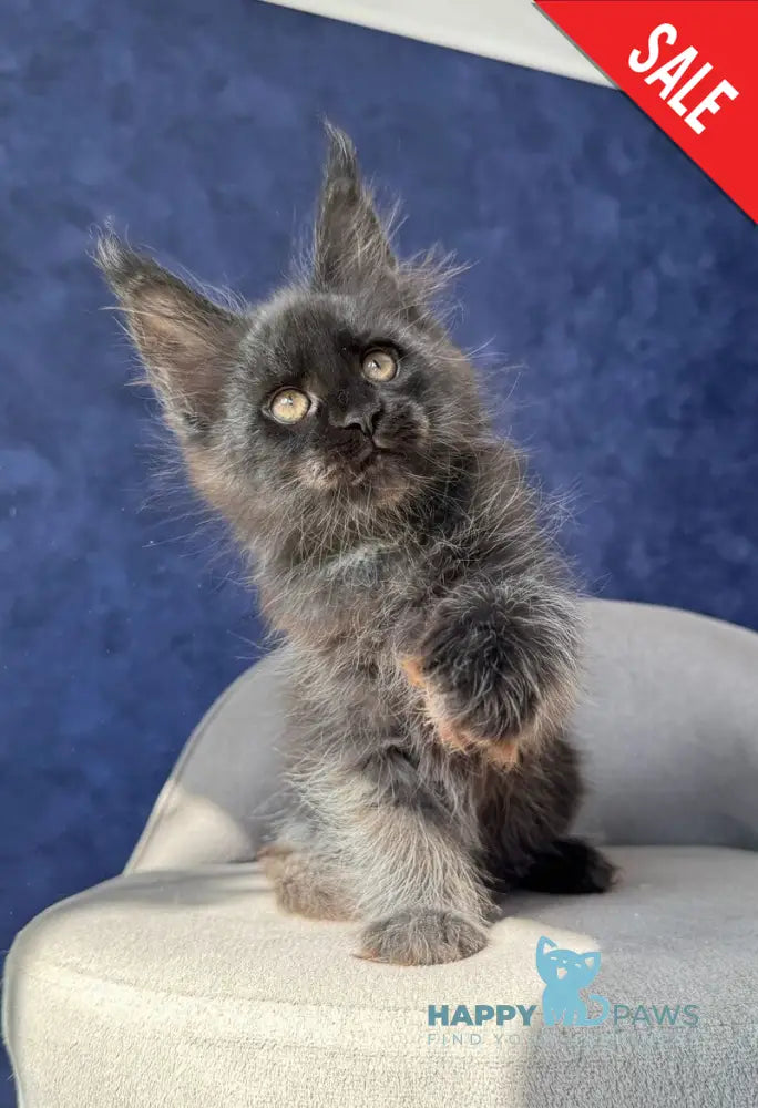 Azari Maine Coon female black silver with white - live animals