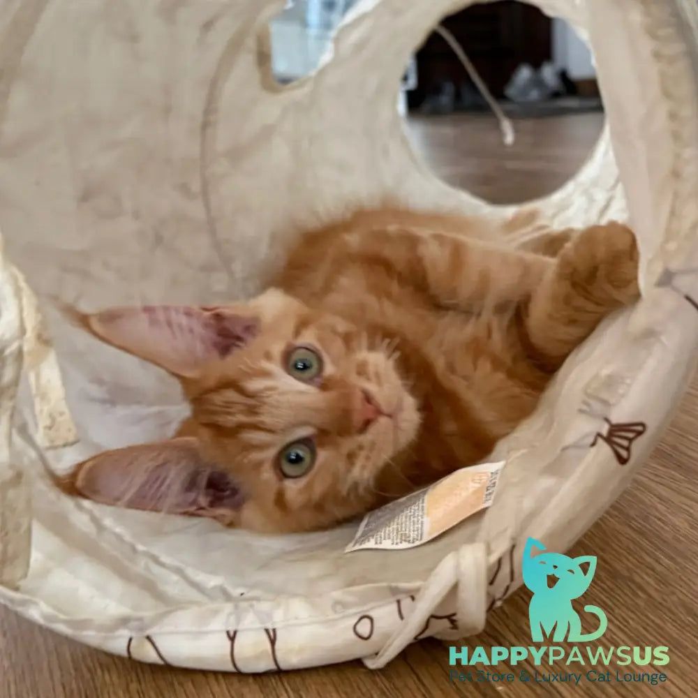 Azart Maine Coon male red tabby - live animals