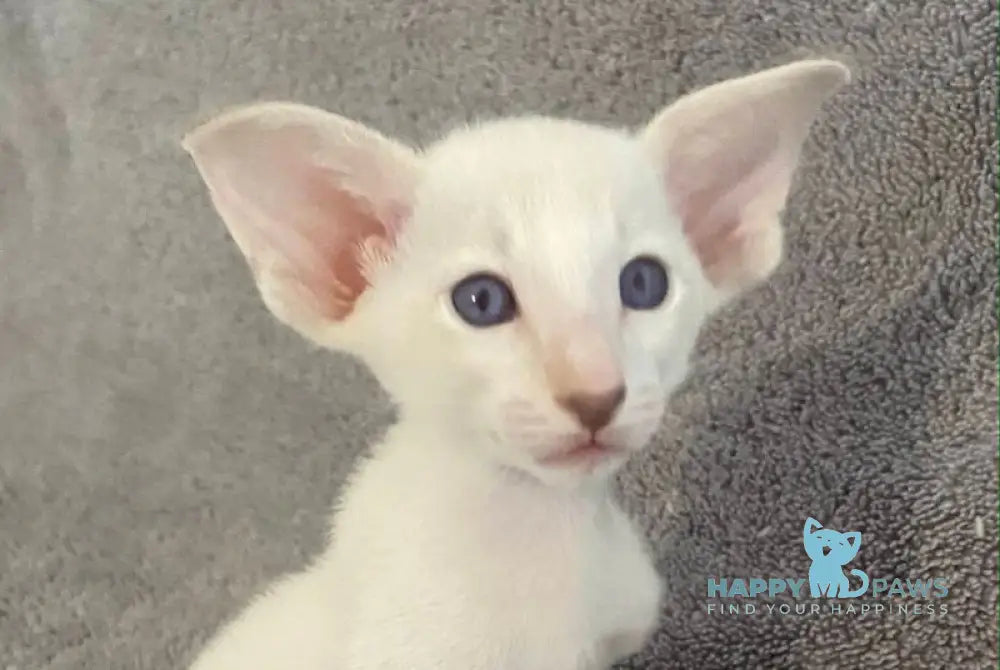 Azhur Siamese male fawn tabby pointed live animals