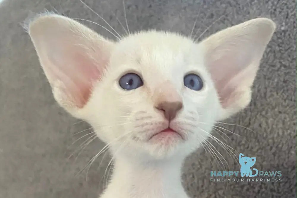 Azhur Siamese male fawn tabby pointed live animals