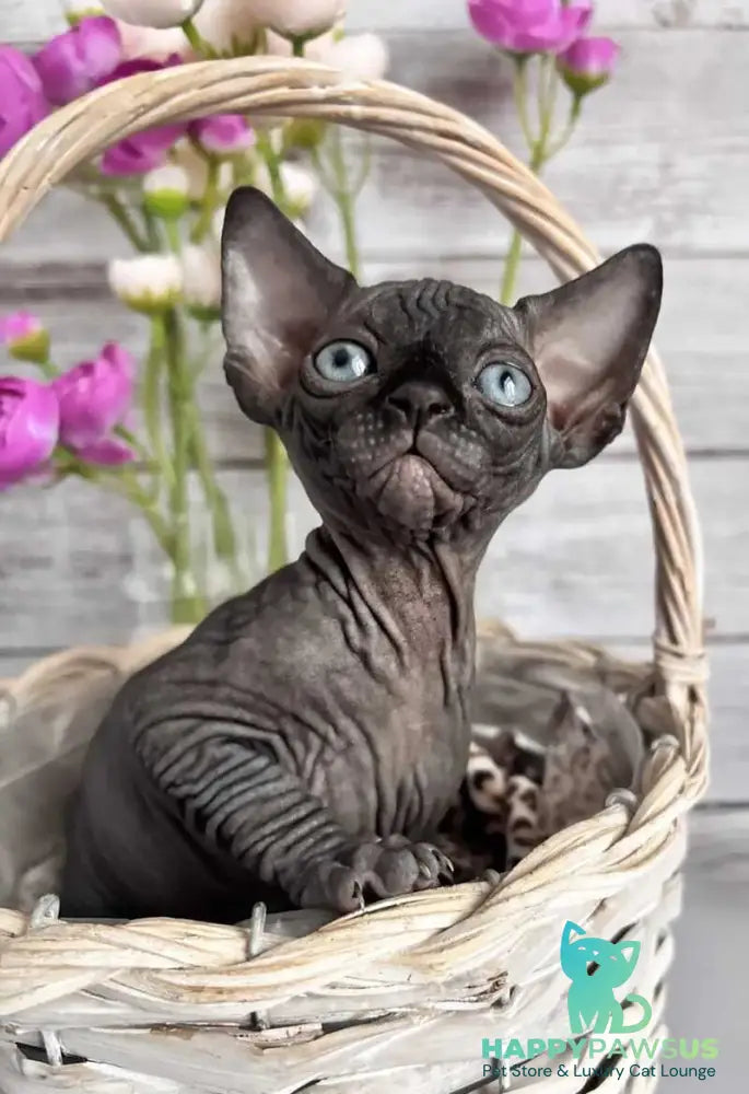 Aziza Canadian Sphynx female black - live animals