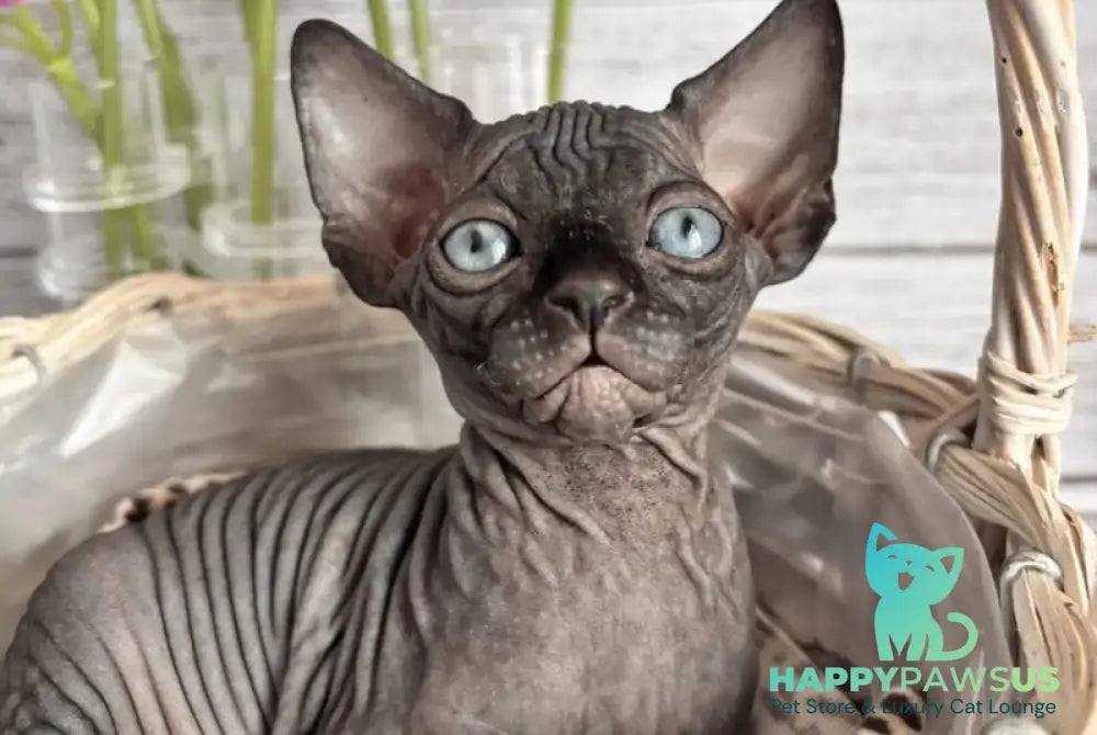 Aziza Canadian Sphynx female black - live animals