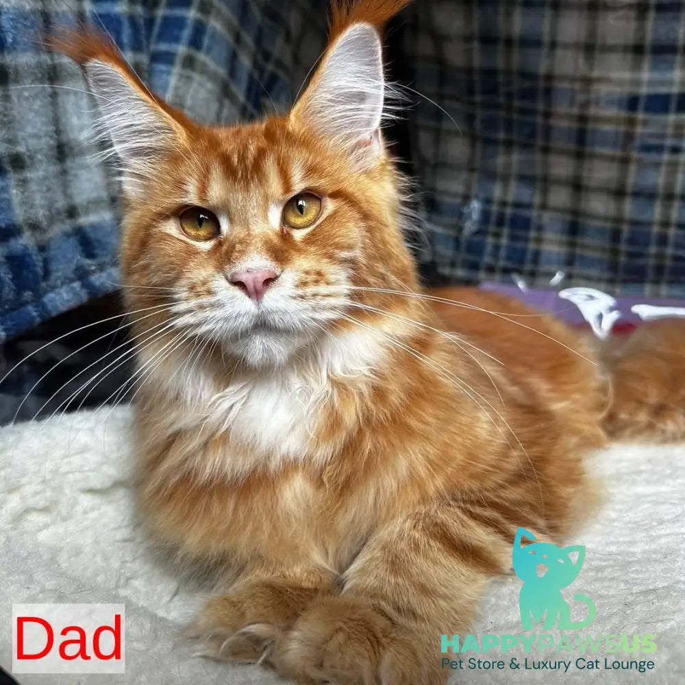 Aziza Maine Coon female red tabby - live animals