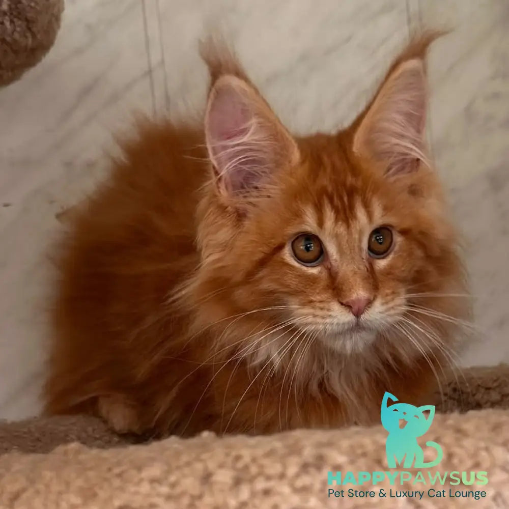 Aziza Maine Coon female red tabby - live animals
