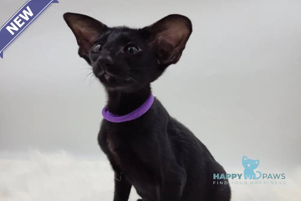 Aznav Oriental Shorthair male black live animals