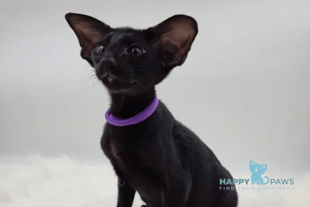 Aznav Oriental Shorthair male black live animals