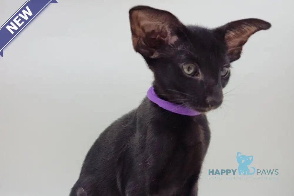 Aznav Oriental Shorthair male black live animals