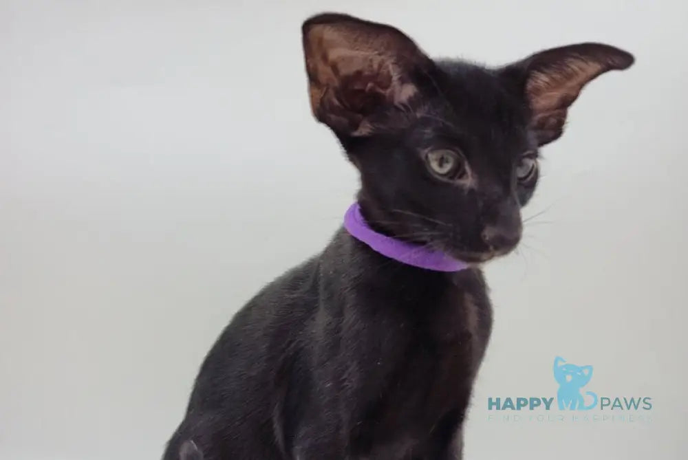Aznav Oriental Shorthair male black live animals
