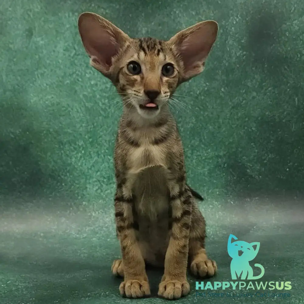 Azur Oriental Shorthair male black spotted tabby - live animals