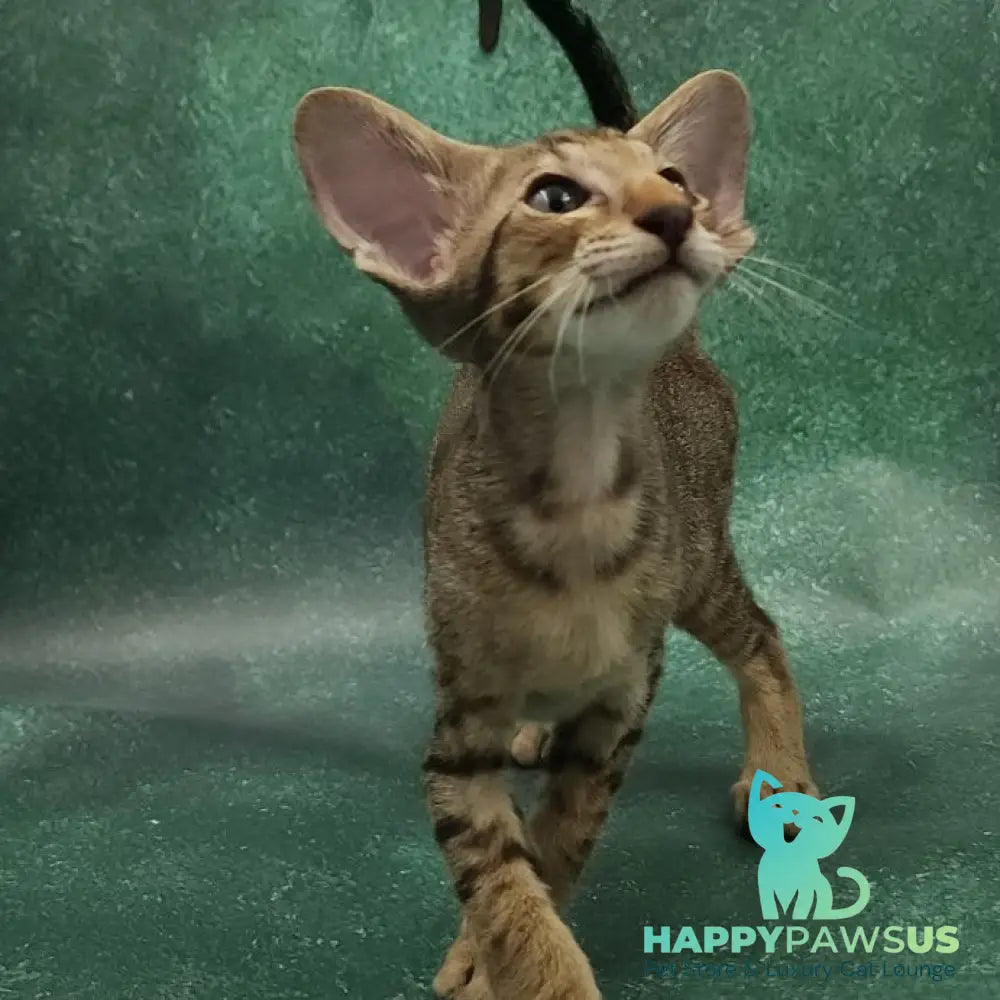 Azur Oriental Shorthair male black spotted tabby - live animals