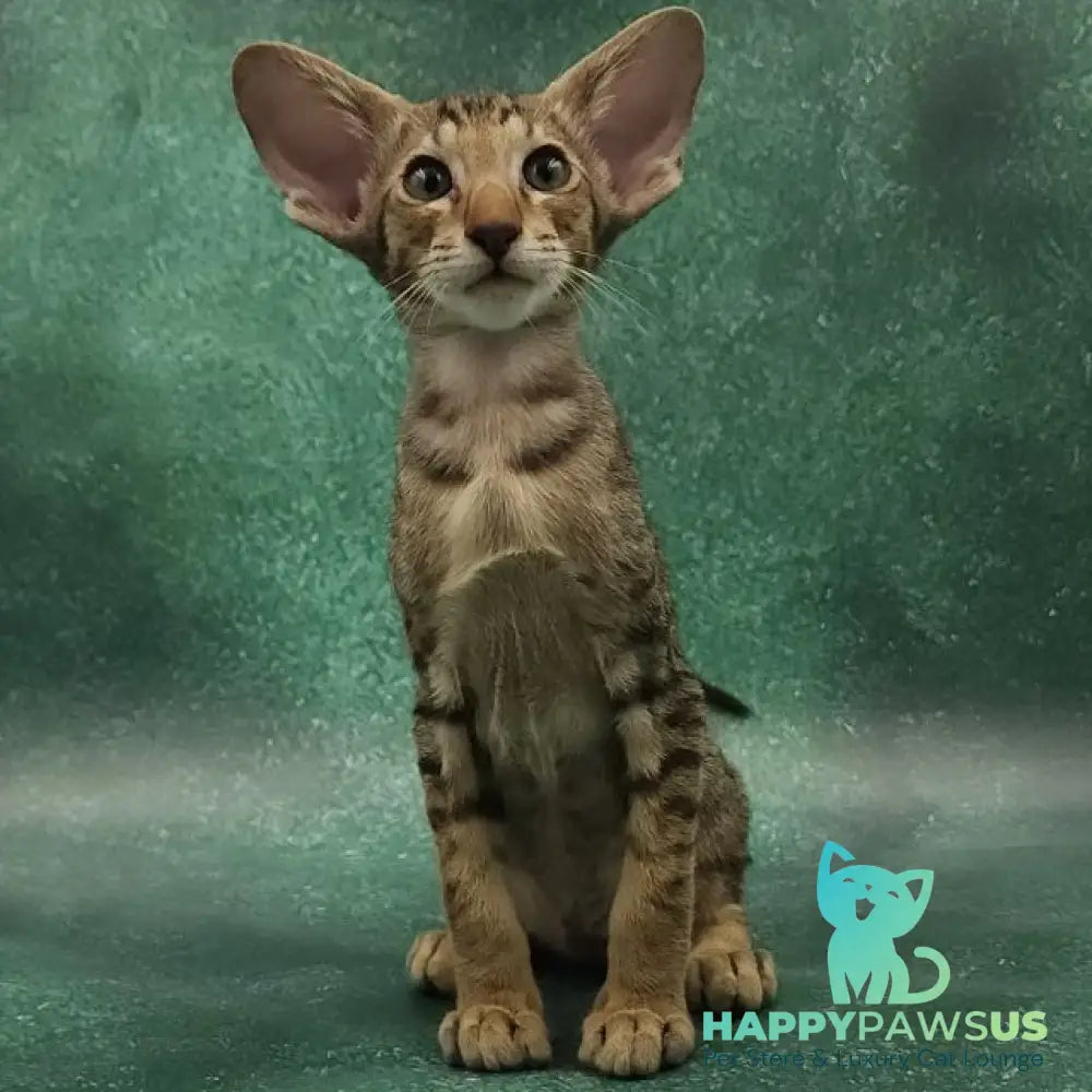 Azur Oriental Shorthair male black spotted tabby - live animals
