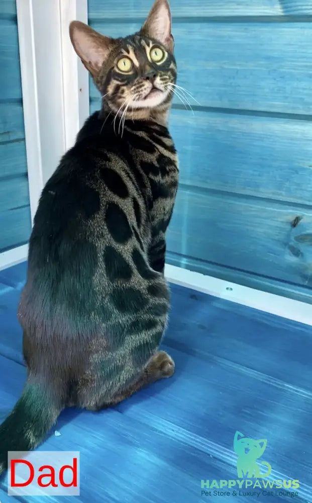 Azura Bengal female black spotted tabby - live animals