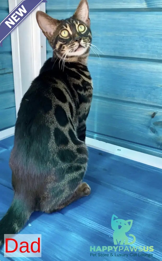 Azura Bengal female black spotted tabby - live animals
