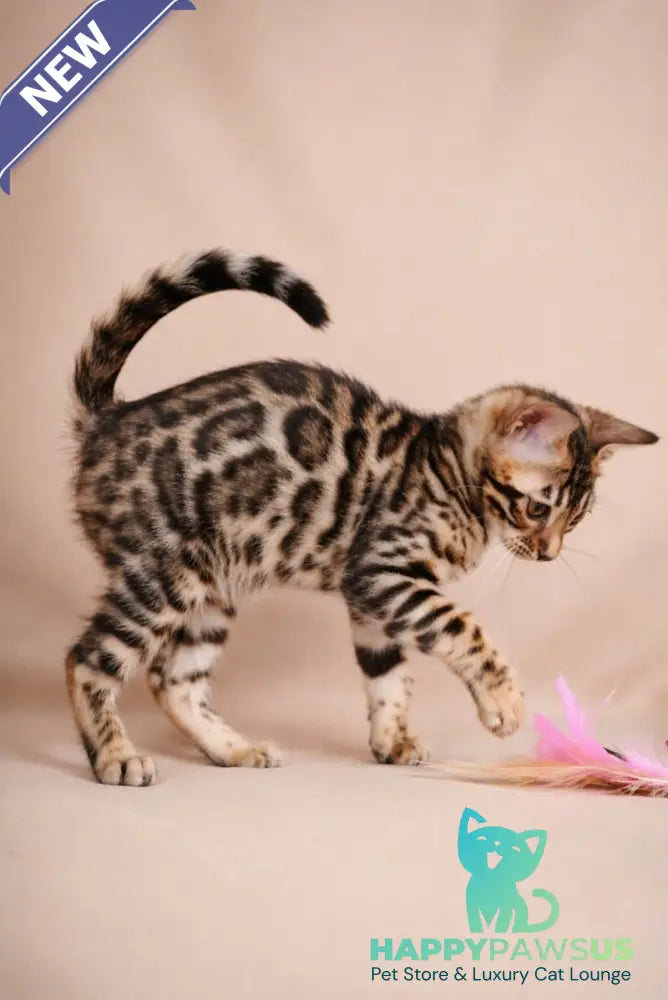 Azura Bengal female black spotted tabby - live animals