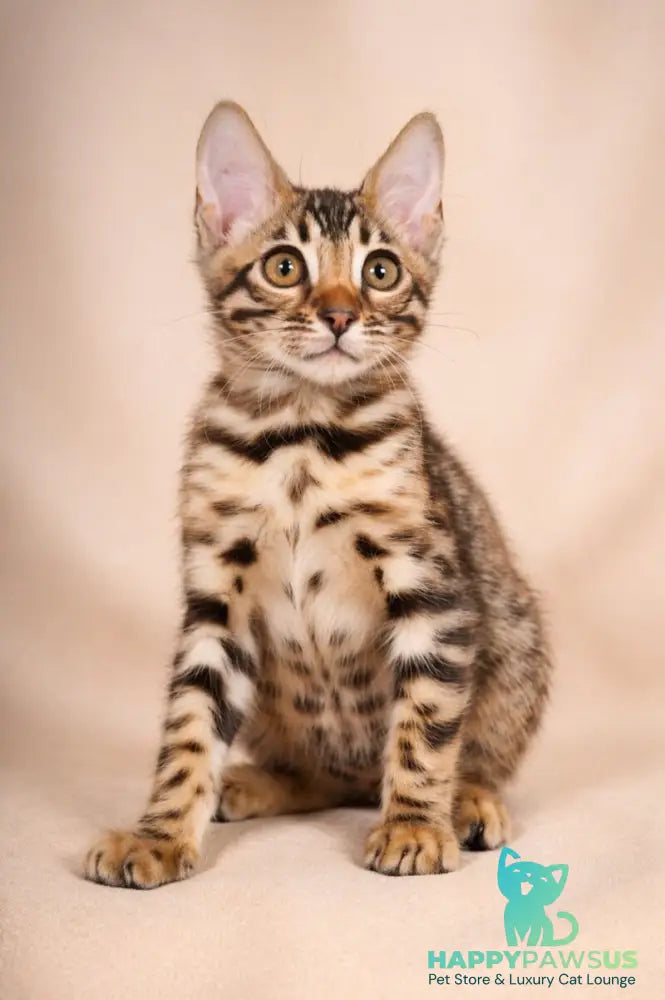 Azura Bengal female black spotted tabby - live animals