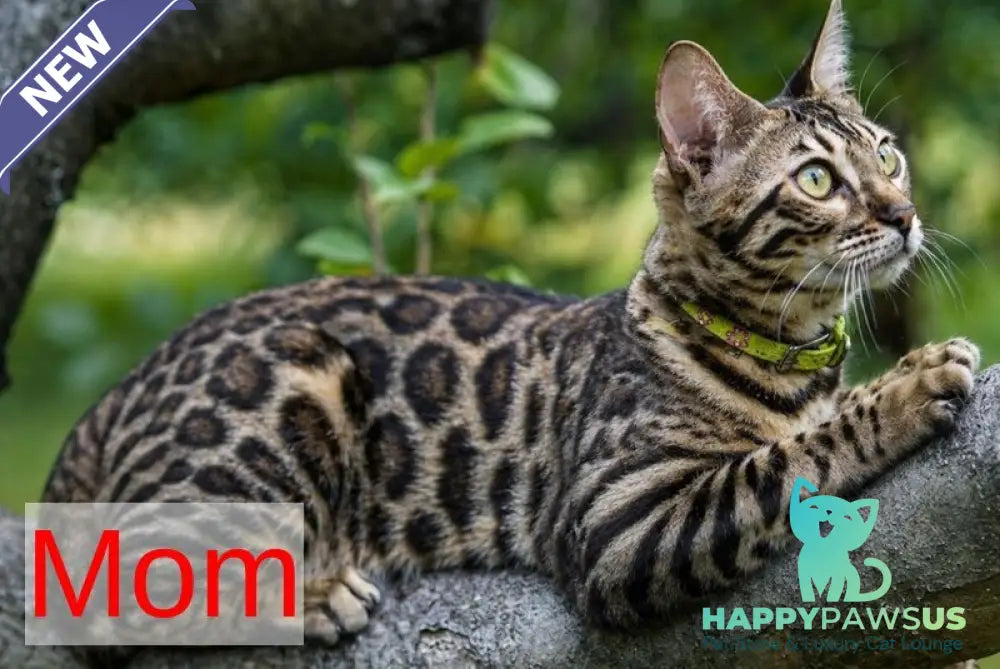 Azura Bengal female black spotted tabby - live animals