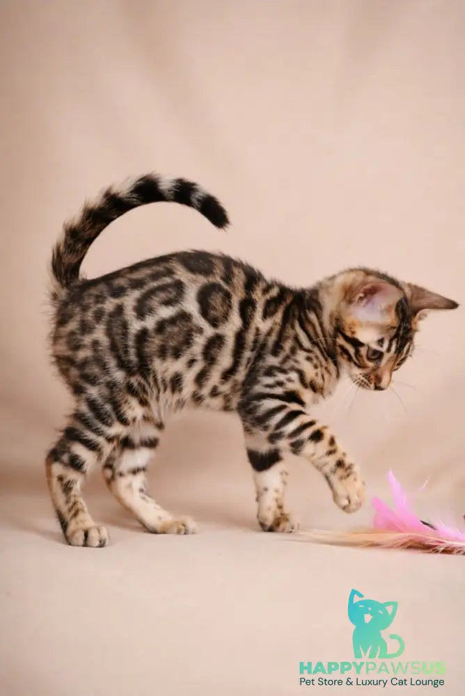Azura Bengal female black spotted tabby - live animals