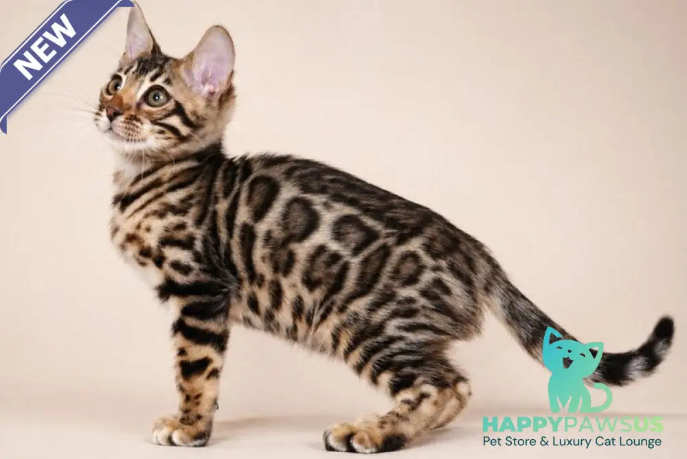 Azura Bengal female black spotted tabby - live animals
